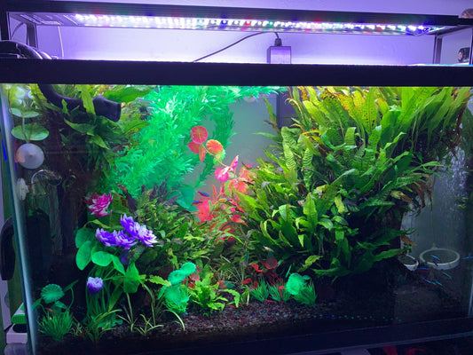 The Complete Beginner's Guide to Keeping Fish: Setting Up Your First Aquarium