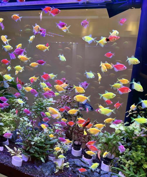 Vibrant school of colorful dyed tetra fish swimming above live aquatic plants in a planted aquarium