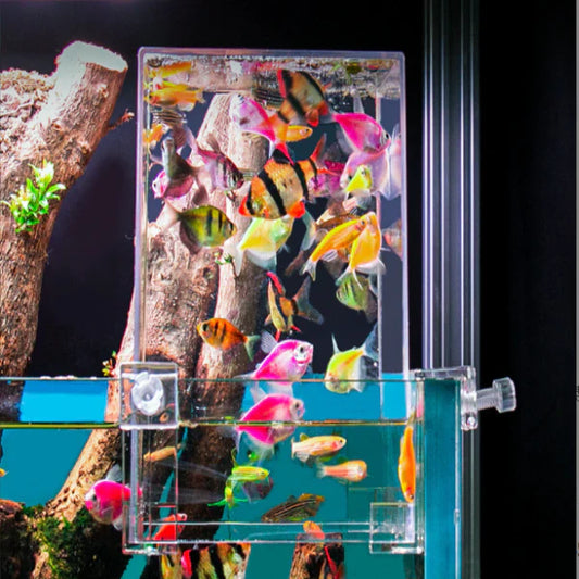 Acrylic aquarium fish breeding box attached to a main tank, housing colorful tetra fish for isolation and breeding