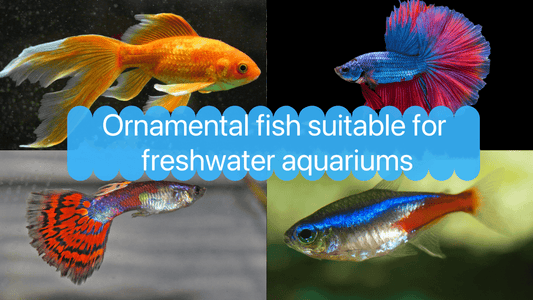 4 Affordable Freshwater Aquarium Fish for Beginners