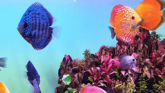 Keeping Discus Fish the Natural Way: A Comprehensive Guide