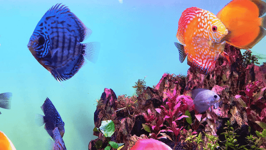 Colorful blue and orange discus fish swimming in a decorated freshwater aquarium with red aquatic plants and rocks