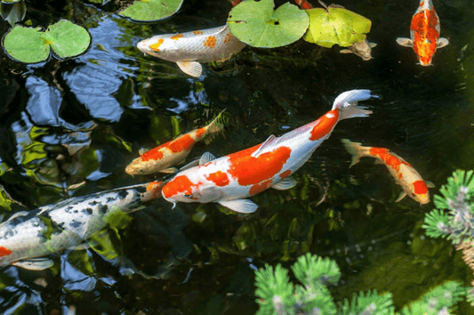 Fish in the pond