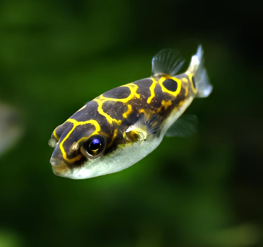 Can puffer fish be kept as pets in an aquarium for viewing purposes? Are there any non-poisonous types?