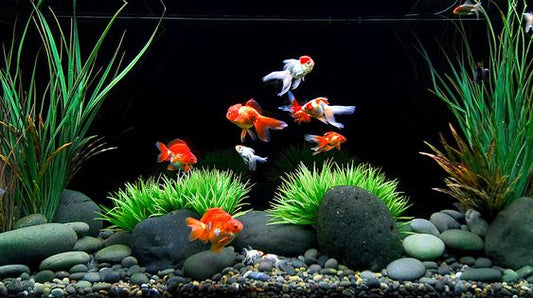 koi and fish