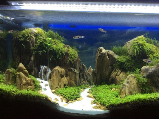 Enhancing the Aesthetics of Your Aquarium: Secrets of Aquarium Light Design and Placement