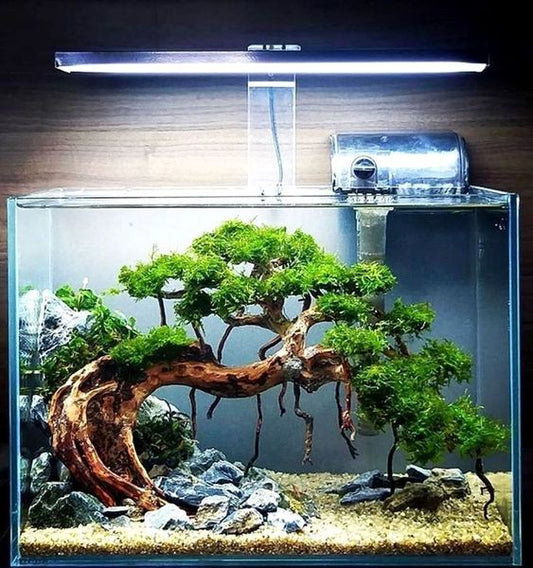 Is 8 Hours of Light Enough for Aquarium Plants?