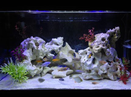 small aquarium light