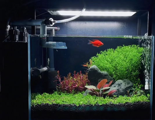 Best Aquarium Substrate for Planted Tanks: A Complete Guide
