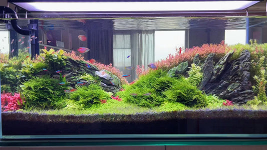 Planted aquarium aquascape with vibrant green and red aquatic plants, rocks, and schooling tetras swimming under bright LED lighting