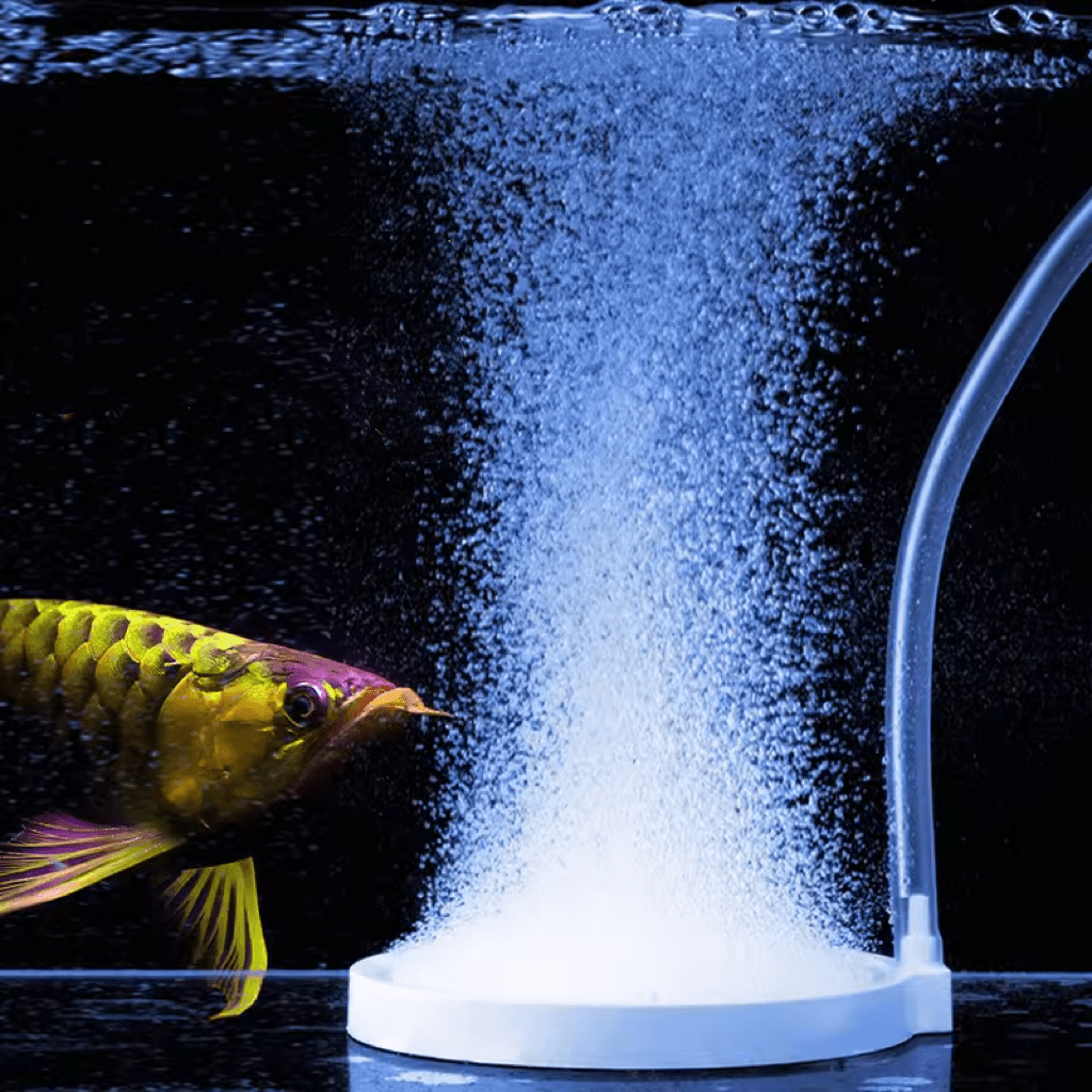What is an Air Stone? Do I Actually Need One? – Seaoura