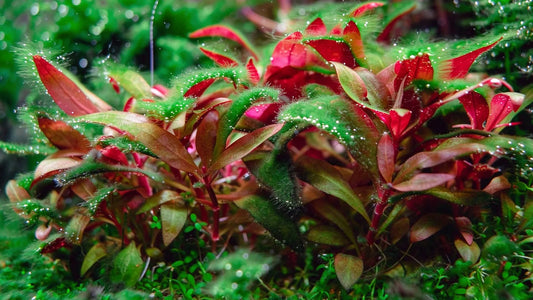 Alternanthera reineckii