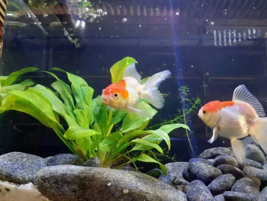 Why Do Aquarium Fish Keep Dying? Common Mistakes & Solutions