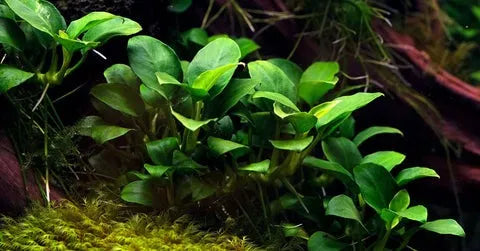Anubias