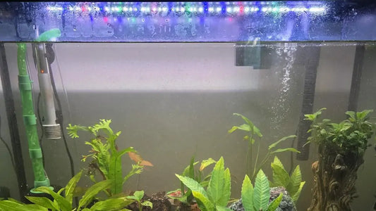 Aquarium Lighting Myths: 10 Things Beginners Often Get Wrong