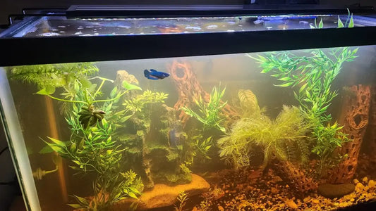 Does Aquarium Light Cause Algae? What Every Aquarium Owner Should Know