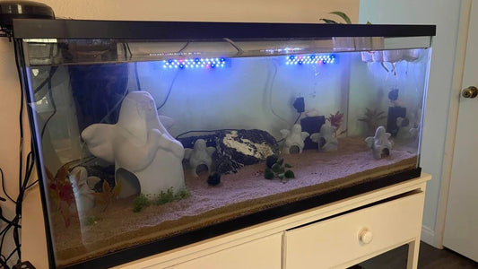 Aquarium with angel-themed decor and LED lighting