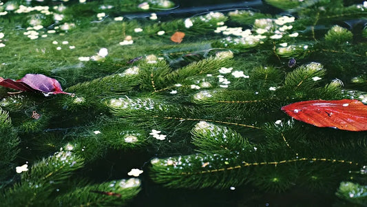 aquatic plants