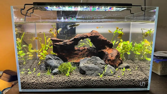 Aquarium Cleaning & Maintenance Guide: Keep Tank Healthy and Clear