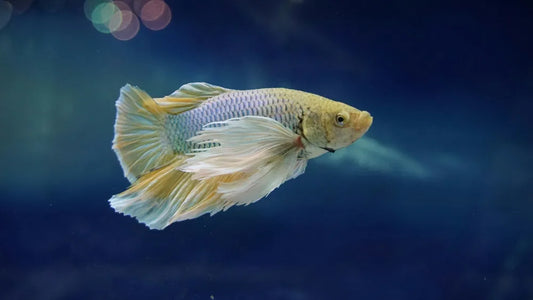 Betta_fish_healthy_diet_tips