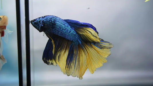 Do Betta Fish Need a Filter