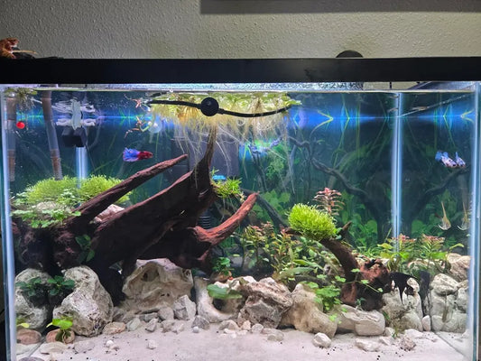 Betta_fish_tank_with_driftwood_and_live_plants
