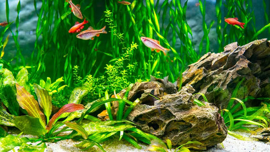 7 Aquarium Styles Dominating 2026
