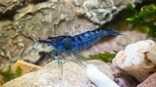 Freshwater Shrimp Care Guide for Beginners