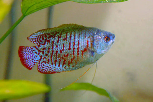 Top 10 Most Colorful Freshwater Fish for Home Aquariums