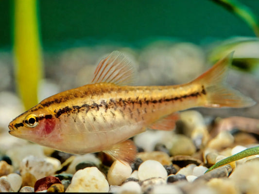 Cherry Barb