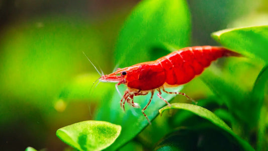 Cherry shrimp