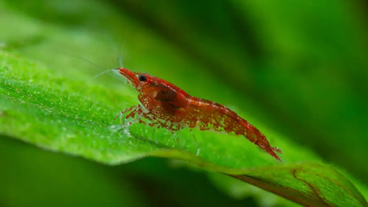 Why Shrimp Tanks Are Exploding in Popularity in 2026