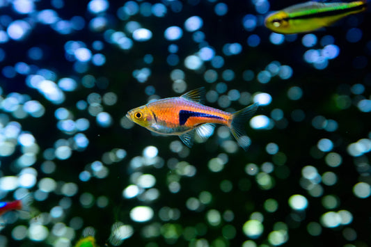 How Aquarium LED Lights Enhance Fish Colors
