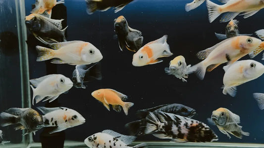 Colorful_cichlid_fish_community_in_aquarium