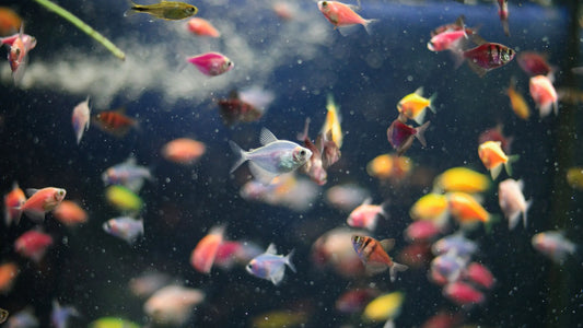 How Many Fish Can I Put in My Aquarium?