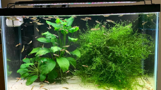 Can Freshwater Aquariums Rely on Natural Light