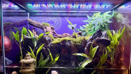How to Keep Your Aquarium Cool in Summer: 4 Cooling Tips