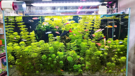Low-Light vs High-Light Planted Tank