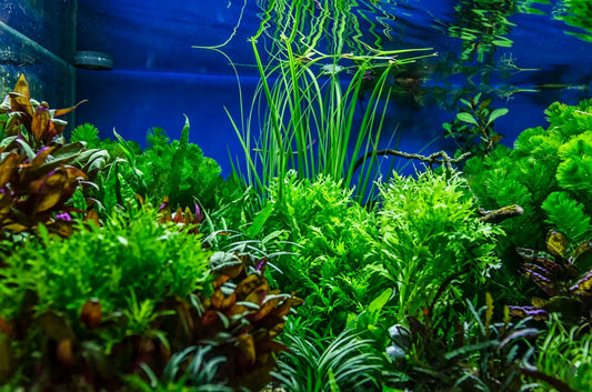 Aquarium Plant Lighting Requirements