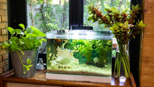 Best LED Light for 10 Gallon Aquarium