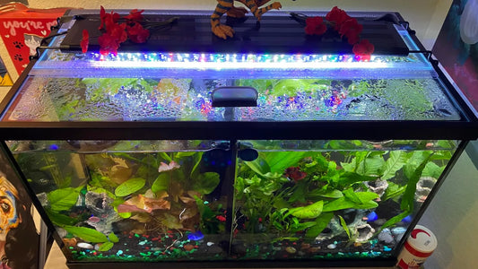 How Natural Sunlight Differs from Aquarium Lighting