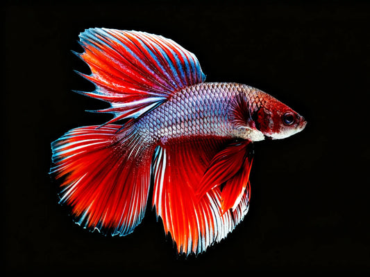 Colorful Betta Fish