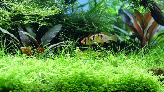 Best Aquarium Light for Carpet Plants