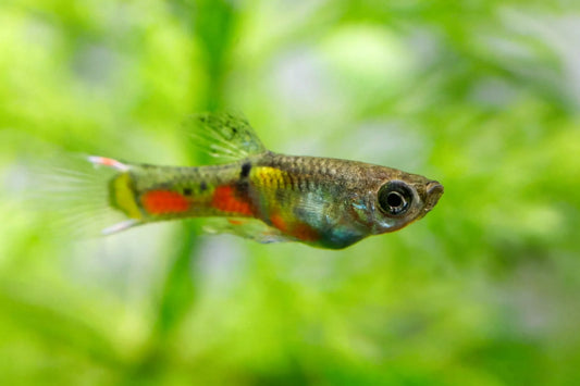Best Small Fish for Nano Tanks (5–30L)