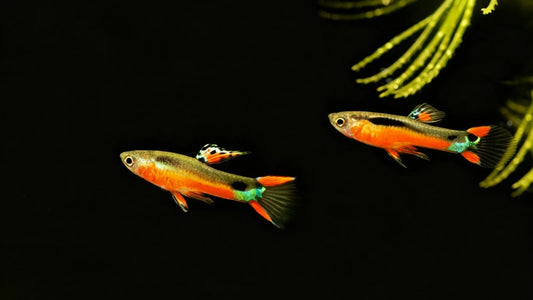 Best Fish for a 10 Gallon Tank: 6 Beginner-Friendly Freshwater Choices