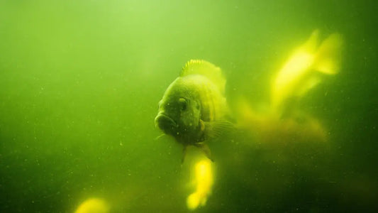 Fish swimming in green algae infested aquarium water