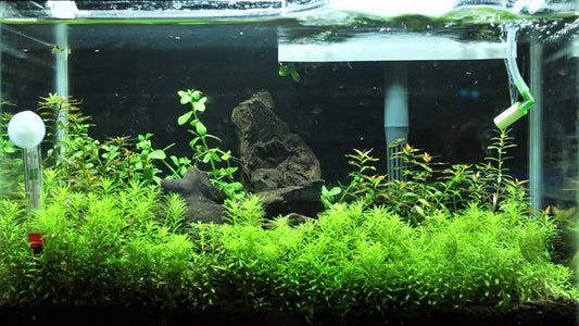 CO₂ vs. Non-CO₂ Planted Tanks: Which Is Better for Beginners