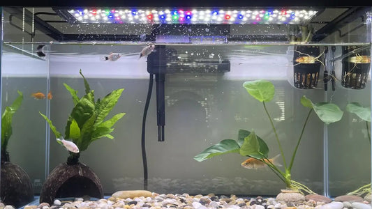 Summer Aquarium Care Guide