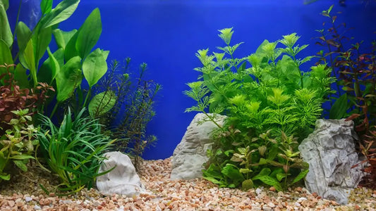 How to Set Up a Low-Maintenance Planted Aquarium: A Beginners' Guide