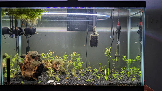 Where Should You Place an Aquarium Heater?